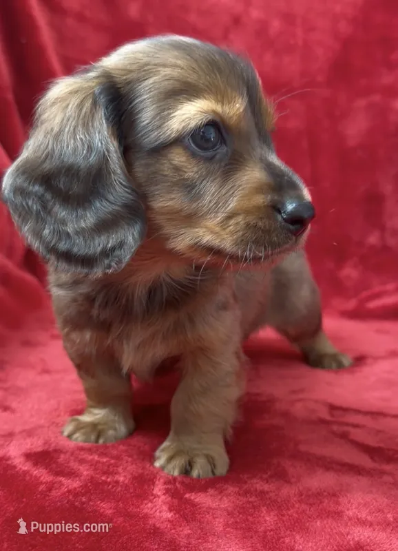 Male 1 – Miniature Dachshund puppy for sale in Grovetown, GA