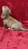 Female 1, a female Miniature Dachshund for sale in Grovetown, GA – 4 of 10