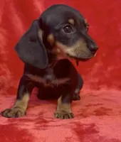 Female 2, a female Miniature Dachshund for sale in Grovetown, GA – 1 of 7