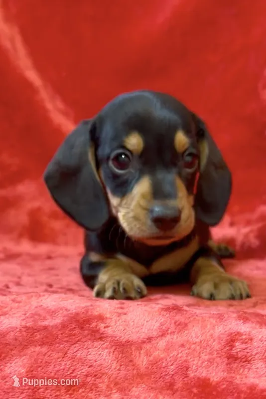 Male 4 – Miniature Dachshund puppy for sale in Grovetown, GA