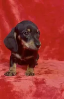 Female 2, a female Miniature Dachshund for sale in Grovetown, GA – 7 of 7