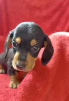 Male 4, a male Miniature Dachshund for sale in Grovetown, GA – 3 of 8