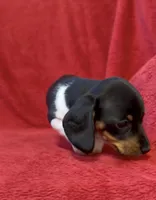 AKC female 3, a female Miniature Dachshund for sale in Grovetown, GA – 4 of 7