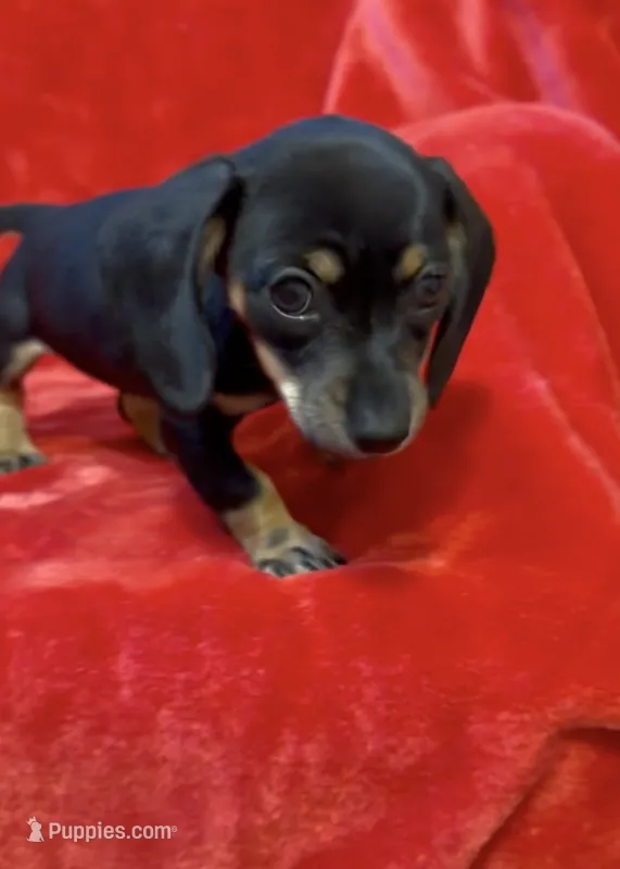 Tiny female 4 – Miniature Dachshund puppy for sale in Grovetown, GA