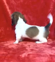 Female 1 pend, a female Miniature Dachshund for sale in Grovetown, GA – 7 of 10