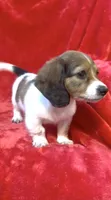 Female 1 pend, a female Miniature Dachshund for sale in Grovetown, GA – 10 of 10