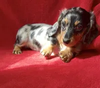 AKC Male 1 pend, a male Miniature Dachshund for sale in Grovetown, GA – 4 of 9