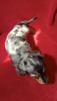 AKC Male 1 pend, a male Miniature Dachshund for sale in Grovetown, GA – 7 of 9
