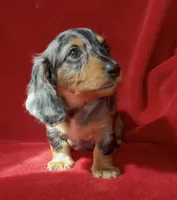 AKC Male 1 pend, a male Miniature Dachshund for sale in Grovetown, GA – 2 of 9