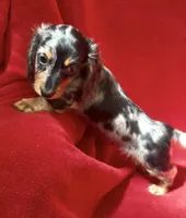 AKC Male 1 pend, a male Miniature Dachshund for sale in Grovetown, GA – 6 of 9