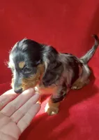 AKC Male 1 pend, a male Miniature Dachshund for sale in Grovetown, GA – 3 of 9