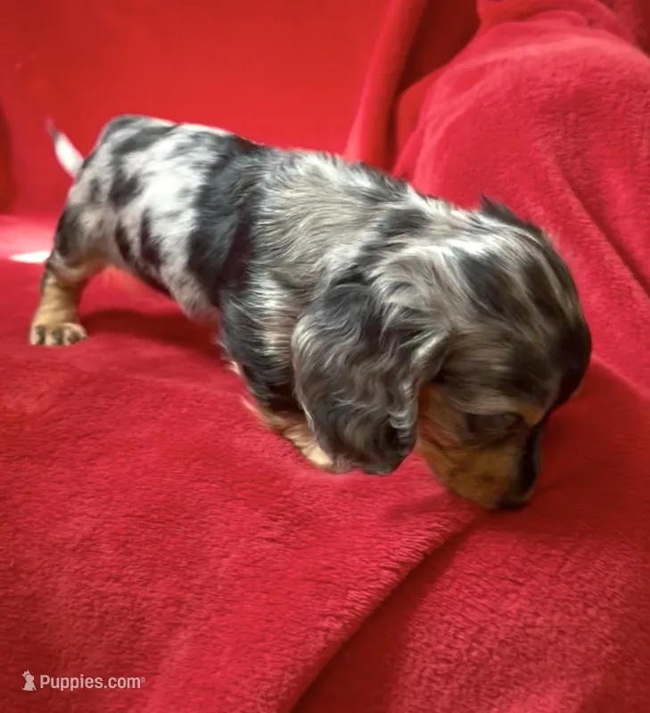 AKC Male 1 pend – Miniature Dachshund puppy for sale in Grovetown, GA