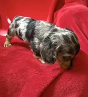 AKC Male 1 pend, a male Miniature Dachshund for sale in Grovetown, GA – 1 of 9