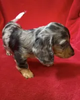 AKC Male 1 pend, a male Miniature Dachshund for sale in Grovetown, GA – 5 of 9
