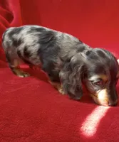 AKC Male 1 pend, a male Miniature Dachshund for sale in Grovetown, GA – 8 of 9