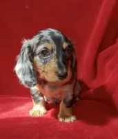 AKC Male 1 pend, a male Miniature Dachshund for sale in Grovetown, GA – 9 of 9