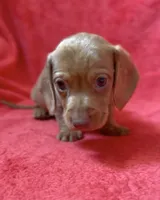 Male 5, a male Miniature Dachshund for sale in Grovetown, GA – 6 of 7