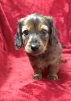 Male 1, a male Miniature Dachshund for sale in Grovetown, GA – 3 of 9