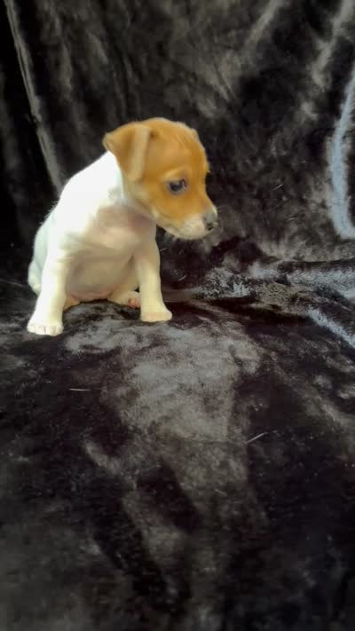 Female 1, a male Jack Russell Terrier for sale in Grovetown, GA – 8 of 9