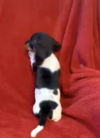 AKC Male 1, a female Miniature Dachshund for sale in Grovetown, GA – 8 of 8