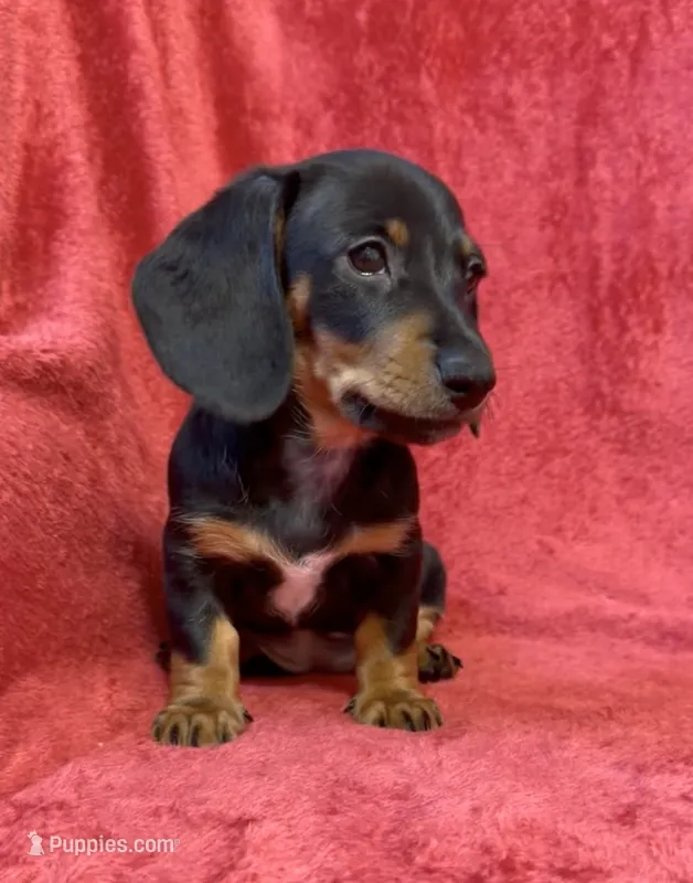AKC  female 2 – Miniature Dachshund puppy for sale in Grovetown, GA