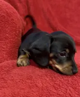 AKC  female 2, a female Miniature Dachshund for sale in Grovetown, GA – 5 of 6
