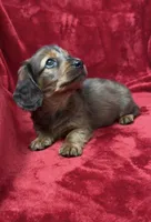 Male 1, a male Miniature Dachshund for sale in Grovetown, GA – 2 of 9