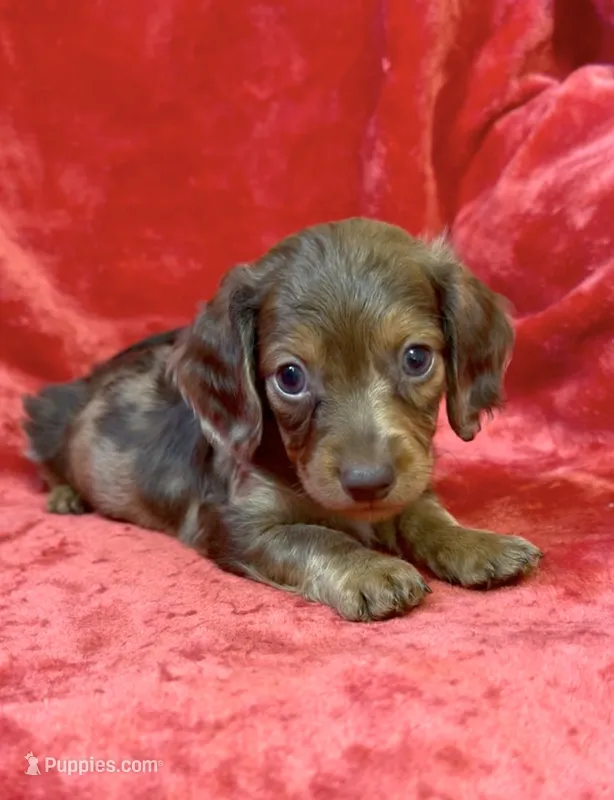 Male 1 – Miniature Dachshund puppy for sale in Grovetown, GA