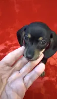 Tiny female 4, a female Miniature Dachshund for sale in Grovetown, GA – 4 of 7