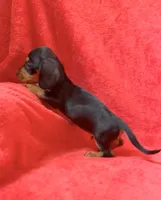 Male 4, a male Miniature Dachshund for sale in Grovetown, GA – 8 of 8