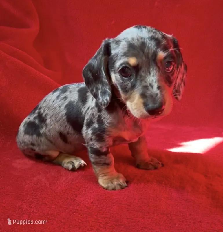 AKC female 1 – Miniature Dachshund puppy for sale in Grovetown, GA