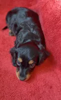 Female 1, a female Miniature Dachshund for sale in Grovetown, GA – 6 of 8