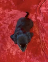 Male 2, a male Miniature Dachshund for sale in Grovetown, GA – 7 of 7