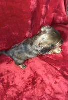 Male 1, a male Miniature Dachshund for sale in Grovetown, GA – 4 of 9