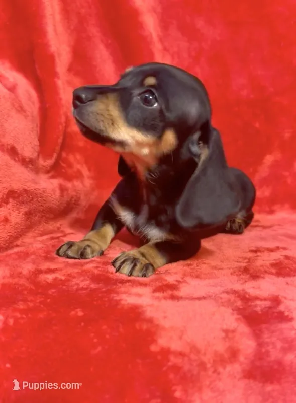 Female 2 – Miniature Dachshund puppy for sale in Grovetown, GA