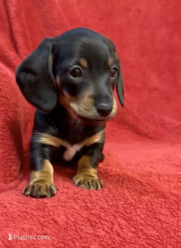 AKC  female 2 – Miniature Dachshund puppy for sale in Grovetown, GA
