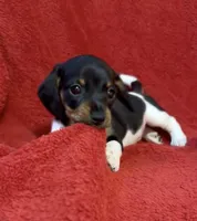 AKC female 3, a female Miniature Dachshund for sale in Grovetown, GA – 6 of 7