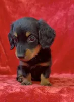 Male 2, a male Miniature Dachshund for sale in Grovetown, GA – 4 of 7