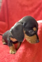 Male 4, a male Miniature Dachshund for sale in Grovetown, GA – 5 of 8