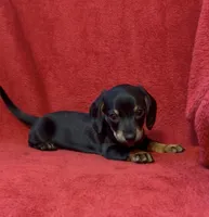 AKC female 1, a female Miniature Dachshund for sale in Grovetown, GA – 3 of 6