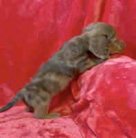 Male 3, a male Miniature Dachshund for sale in Grovetown, GA – 8 of 9