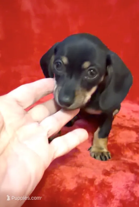 Tiny female 4 – Miniature Dachshund puppy for sale in Grovetown, GA