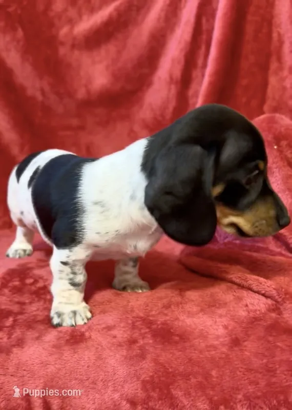 AKC Male 1 – Miniature Dachshund puppy for sale in Grovetown, GA