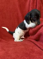 AKC Male 1, a female Miniature Dachshund for sale in Grovetown, GA – 3 of 8
