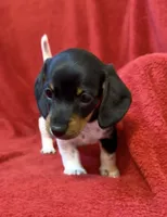 AKC female 3, a female Miniature Dachshund for sale in Grovetown, GA – 2 of 7