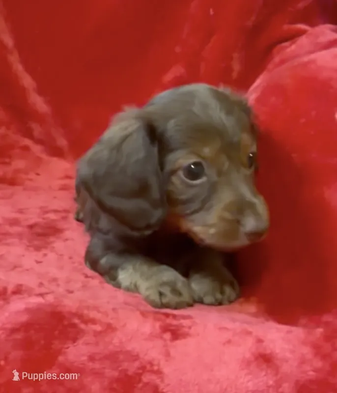 Male 6 – Miniature Dachshund puppy for sale in Grovetown, GA
