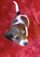 Female 1 pend, a female Miniature Dachshund for sale in Grovetown, GA – 5 of 10