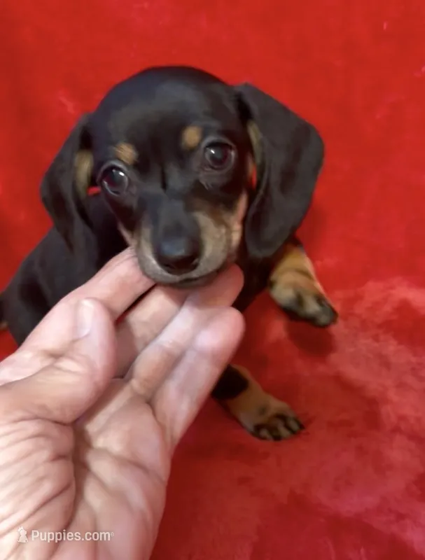 Tiny female 4 – Miniature Dachshund puppy for sale in Grovetown, GA