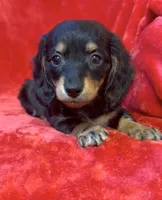 Female 3, a female Miniature Dachshund for sale in Grovetown, GA – 5 of 7