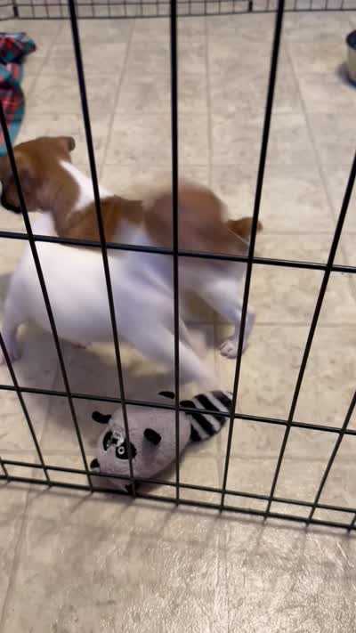 Male 2 pending, a male Jack Russell Terrier for sale in Grovetown, GA – 2 of 8